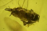 Fossil Springtail (Collembola) & Mite (Acari) in Baltic Amber #197733-1